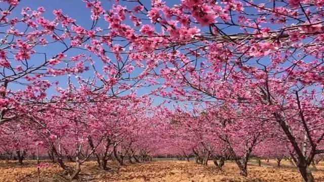 章丘桃花山有算命的么-第1张图片-周易占卜网 - 免费算命_生辰八字算命_八字合婚姻