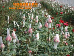风水学说月季花(家里养月季花风水好吗)-第1张图片-周易占卜网 - 免费算命_生辰八字算命_八字合婚姻