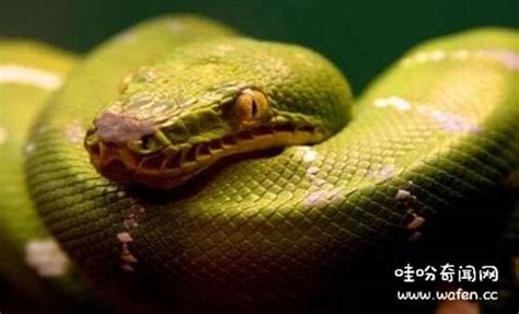 中国发现最大的蛇（中国发现最大的蛇有多大真-第2张图片-周易占卜网 - 免费算命_生辰八字算命_八字合婚姻