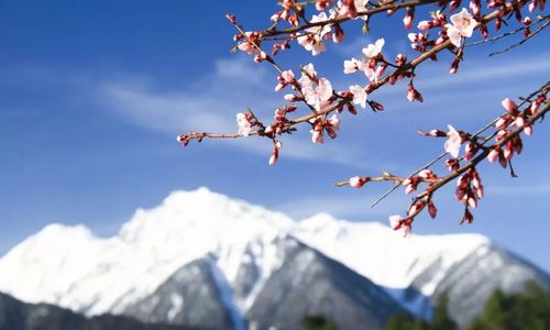 林芝哪里算命准(网上哪里算命准的高人)-第2张图片-周易占卜网 - 免费算命_生辰八字算命_八字合婚姻
