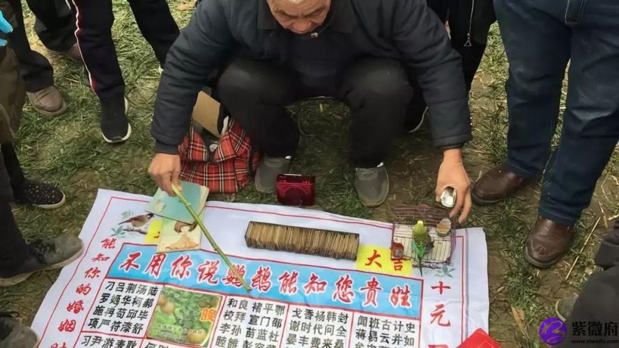 鸟叼书算命(算命鸟叼牌怎么回事)-第2张图片-周易占卜网 - 免费算命_生辰八字算命_八字合婚姻