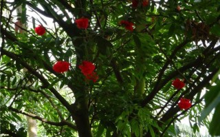 看花树算命苹果树(算命看花树是桂花树)