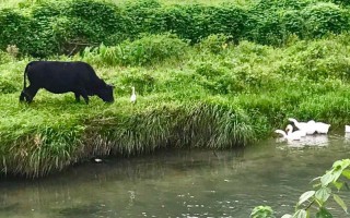 算命黑牛经(算命说的黑牛是什么意思)