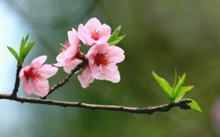 算命桃花几朵(算命桃花几朵是什么意思)