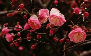 算命中雪地梅花啥意思