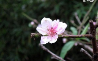 梦到算命算桃花(梦到算命的给我算婚姻)