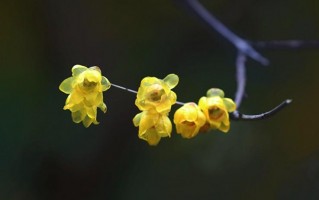 闫继芸属鸡七初六出生算命